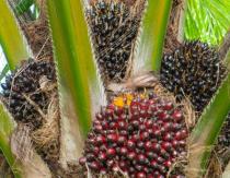 Пальмовое масло в продуктах питания: вред или польза для организма?