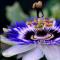 Кариоптерис — нет ничего проще и красивее Кавалерийская звезда цветок
